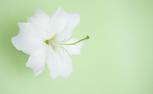 百合的葉片焦枯了怎么辦?