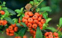 火棘的果實(shí)不艷麗的解決方法
