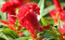 雞冠花徒長怎么辦？