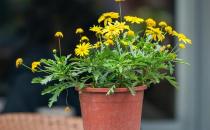 基質栽培定植后如何管理？