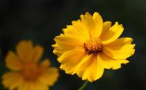 養出漂亮金盞菊花的方法