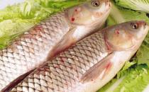 草魚(yú)的營(yíng)養(yǎng)價(jià)值與功效