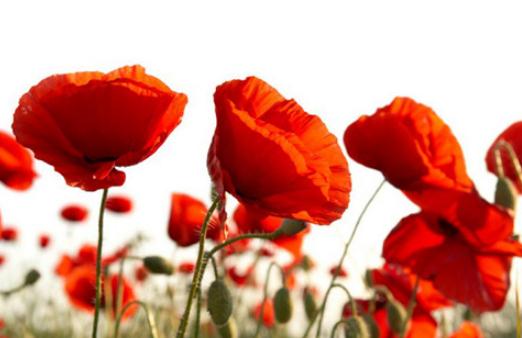 為什么虞美人總是種不活？