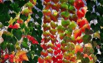 哪些花卉是有毒的？