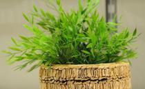 施肥在養花的過程中的必要性