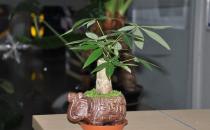 教你讓發(fā)財樹莖部肥大的方法