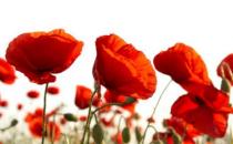 為什么虞美人總是種不活？