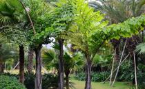 盆栽的魚尾葵植侏高大怎么處理？