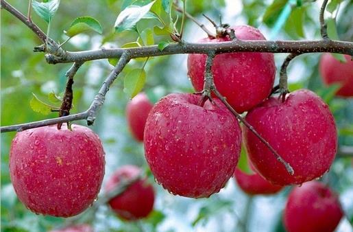 血糖低有哪些癥狀?低血糖如何飲食調(diào)理?