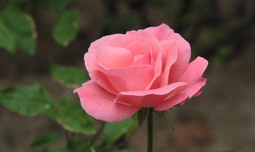 月季對(duì)生長環(huán)境的要求