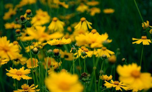 春天來了 你準備好養花了嗎?