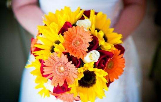 非洲菊如何挑選？非洲菊如何養(yǎng)護？