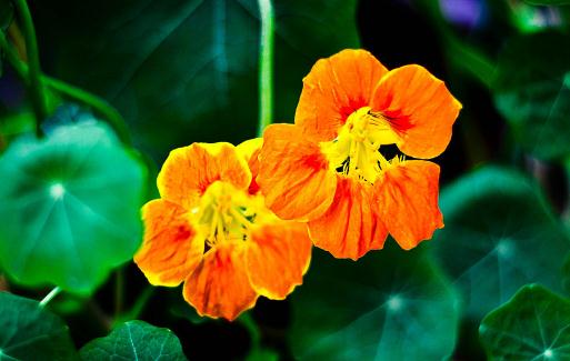 旱金蓮都有什么品種?旱金蓮的簡介