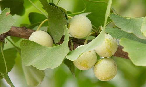 老年人吃什么可以預防心腦血管疾病