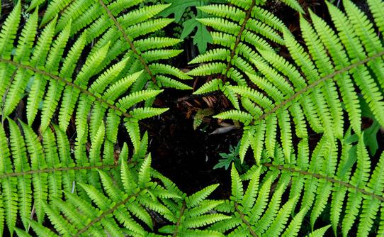 蕨類植物的特點(diǎn) 蕨類植物的觀賞價(jià)值