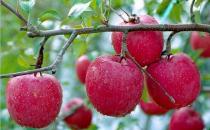 血糖低有哪些癥狀？低血糖如何飲食調理？