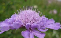 室內觀葉植物的管理辦法