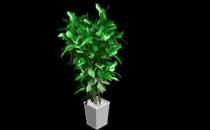 室內(nèi)觀葉植物的常見問題診治