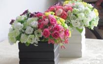 養在衛生間里的花卉如何擺置？