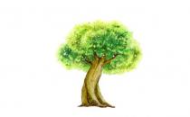 榕樹是怎樣的？怎么識別榕樹？