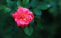 鉆石玫瑰怎么種植？鉆石玫瑰的栽培方法