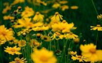 春天來了 你準備好養花了嗎？