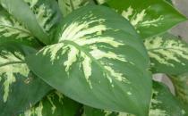 怎么挑選大王黛粉葉？大王黛粉葉如何養護？