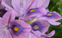 鳳眼蓮的生活習性 鳳眼蓮的特征