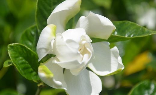 梔子花都有什么種類？梔子花對環境的要求