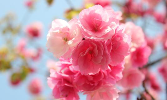 客廳擺放什么花好？教你用花卉裝飾客廳