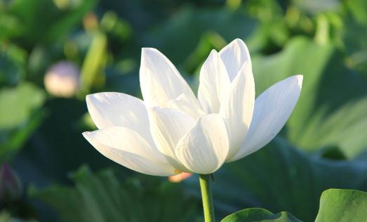 在陽臺擺放什么花卉比較好？