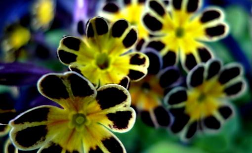 室內用什么花卉裝飾比較好？