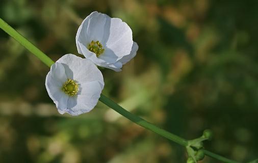 皇冠草有什么品種?皇冠草如何栽培?