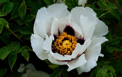 在家里養(yǎng)花養(yǎng)什么品種比較好?