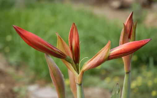 對人體健康不利的花卉有哪些？