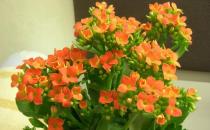 六月份養(yǎng)什么花最好？