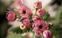 香菊的養護要點有哪些？