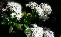 玉樹有毒嗎？玉樹的簡介