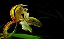 中國蘭花的最佳養(yǎng)殖方法