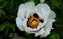 在家里養花養什么品種比較好？