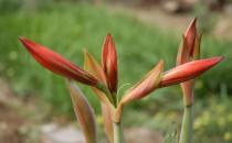 對(duì)人體健康不利的花卉有哪些？