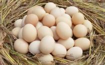 挑選優質雞蛋 8個小妙招必知