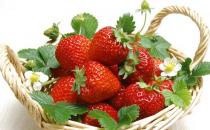 草莓下火調腸胃 個頭適中口感好