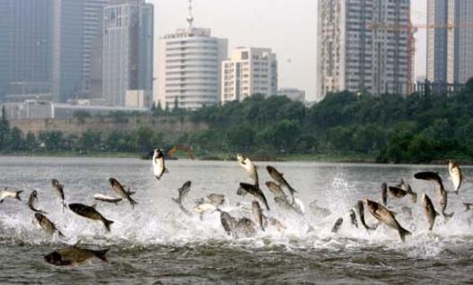 地震前動物會有怎樣的報警?