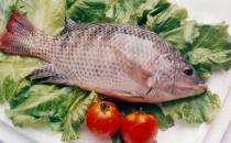 你真以為活魚就是新鮮的嗎？