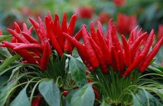 吃辣椒好?女人吃辣椒的六大好處