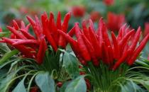 吃辣椒好？女人吃辣椒的六大好處