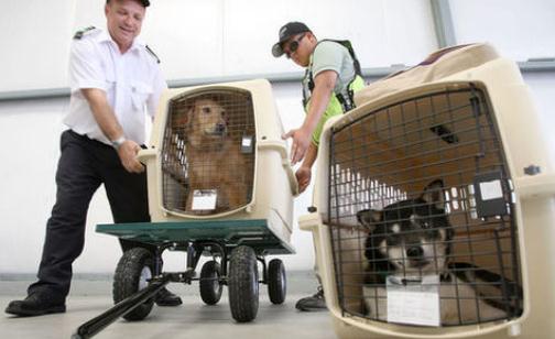 寵物可以帶出國嗎?怎么把寵物帶出國去?