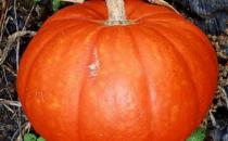 經(jīng)期吃什么蔬菜好？