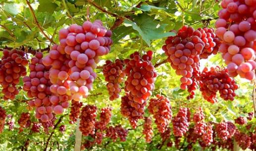 吃什么可以防曬？10種防曬護(hù)膚食物推薦